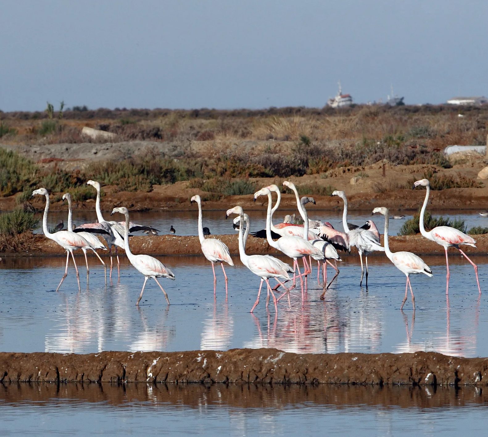 Flamingos na Ria Formosa